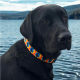 Dog Collars & Leashes by Rustic County