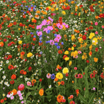 Wildflower seed mix